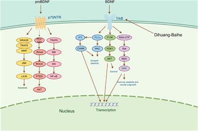 Rehmannia glutinosa DC.-Lilium lancifolium Thunb. in the treatment of depression: a comprehensive review and perspectives